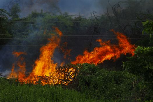 Photo by Saravanan Narayanan A dramatic scene of a forest fire engulfing vegetation with intense flames and smoke.