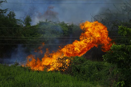 Gratis stockfoto met bossen, brand, brandend