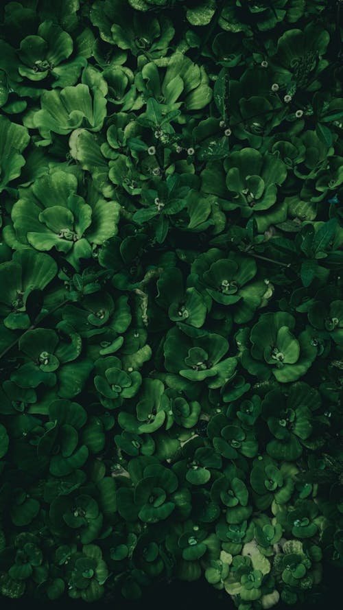 나뭇잎, 녹색, 바탕화면의 무료 스톡 사진