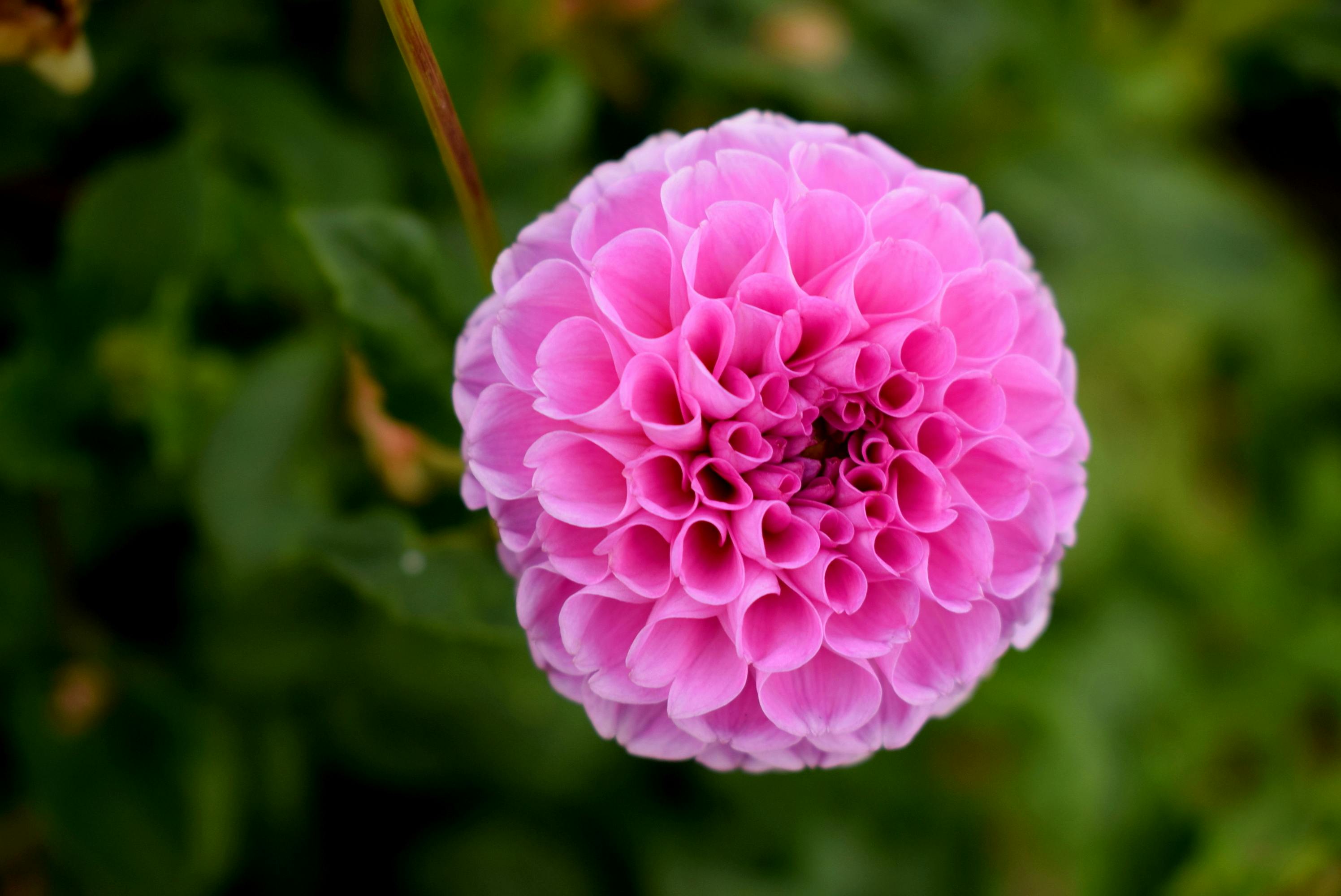 ダリア ピンクの花 一輪の花の無料の写真素材