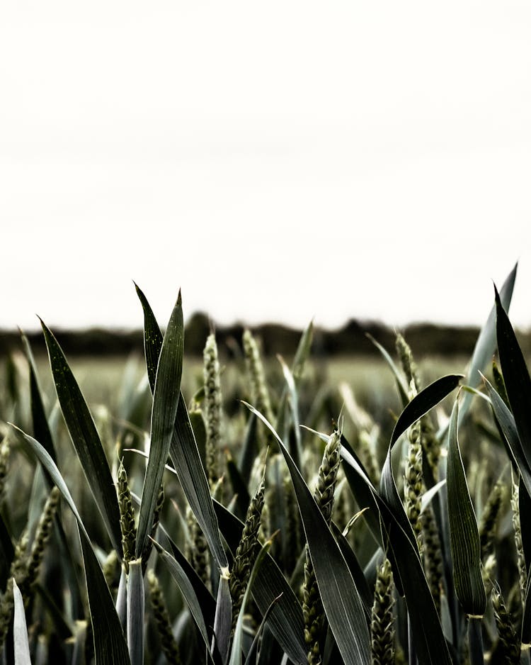 Cereal Spikes Growing In Field