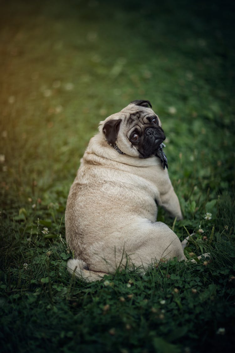 A Pug Sitting On The Field