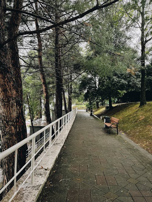 An Empty Footpath Near the Trees