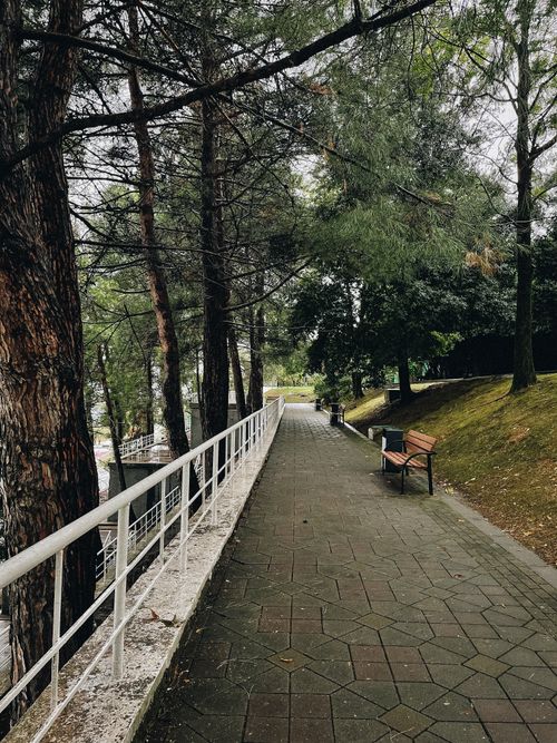 Free A peaceful pathway through a wooded park with benches and tall trees, offering a serene and scenic view. Stock Photo