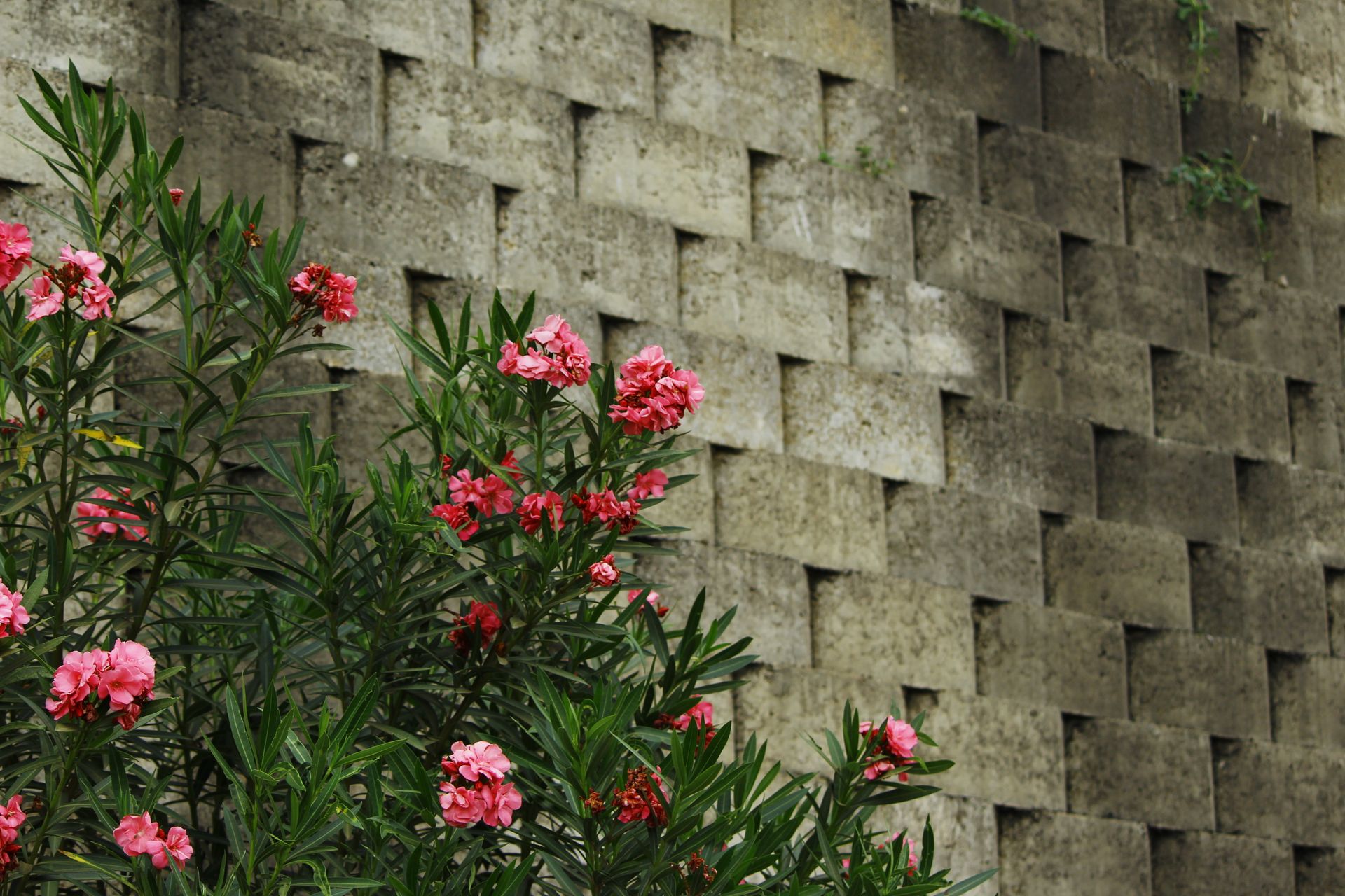 Beautiful pink oleander flowers with lush green foliage against a textured concrete wall.