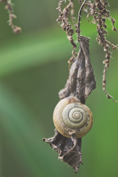 Free Spiral Snail Shell on Dry Leaf Stock Photo