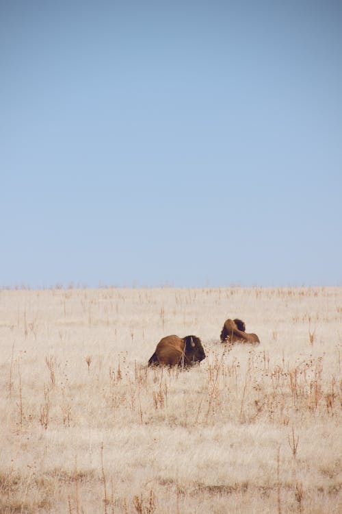 Gratis lagerfoto af bisonokser, bøfler, landdistrikt