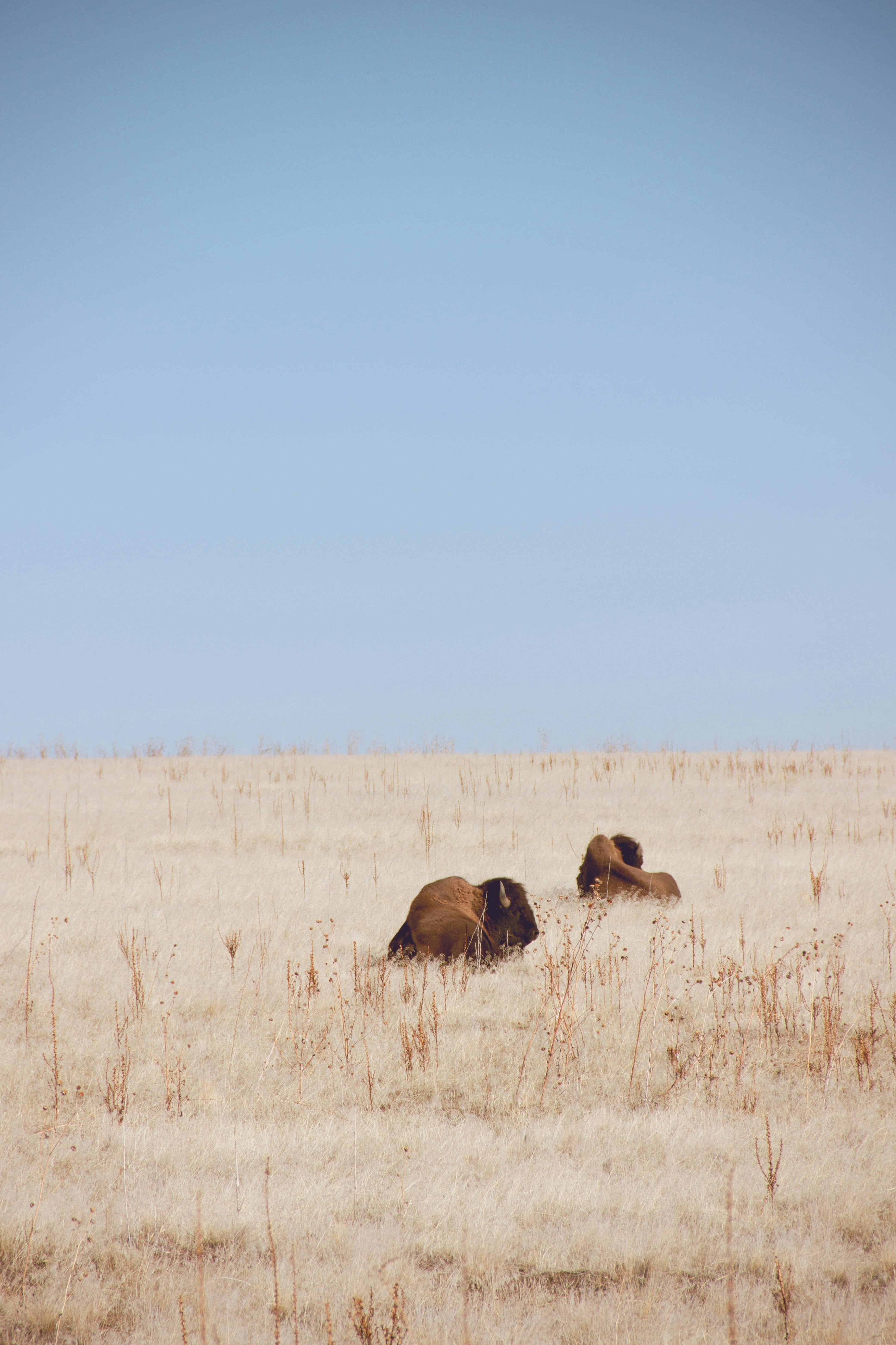 Buffalos Photos Download The BEST Free Buffalos Stock Photos HD Images