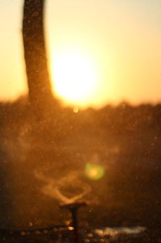 A stunning bokeh effect during golden hour capturing sunlight and nature's glow.
