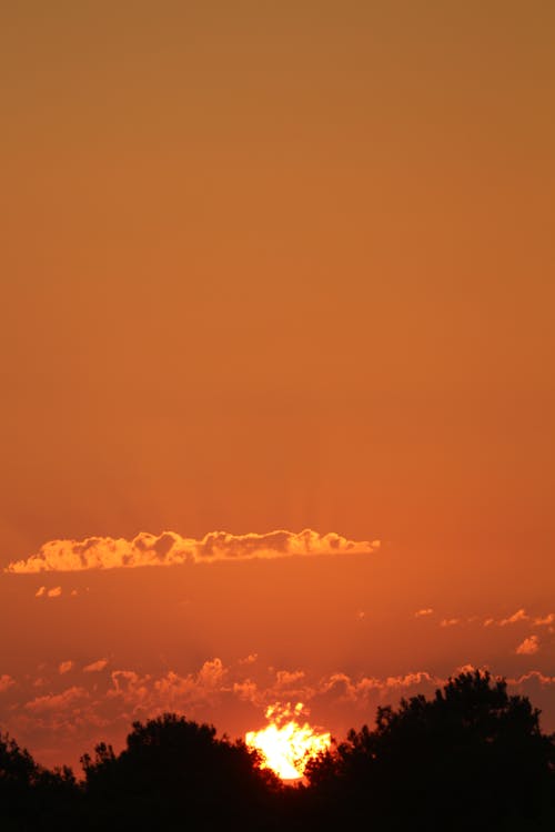 Orange Sky with Silhouette of Trees during Sunset