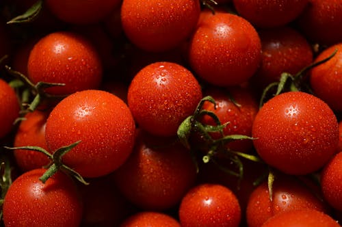 Harvest of Fresh Cherry Tomatoes