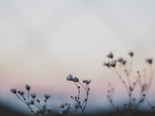 Close up of Flowers at Dusk