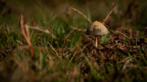 Free stock photo of autumn forest, autumn mood forest, brown Stock Photo