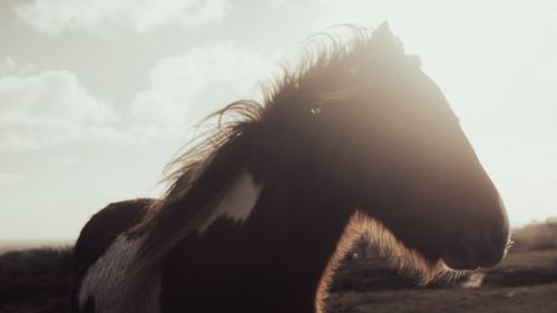 Free stock photo of black horse, brown horse, dappled Stock Photo