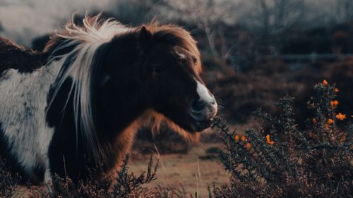 Free stock photo of brown horse, bush, eating Stock Photo