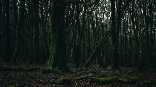 Free stock photo of autumn forest, autumn mood forest, dark forest wallpaper Stock Photo