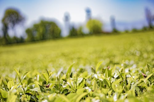 Free stock photo of farm, field, green background Stock Photo