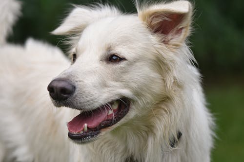 Fotos de stock gratuitas de animal, canino, de cerca