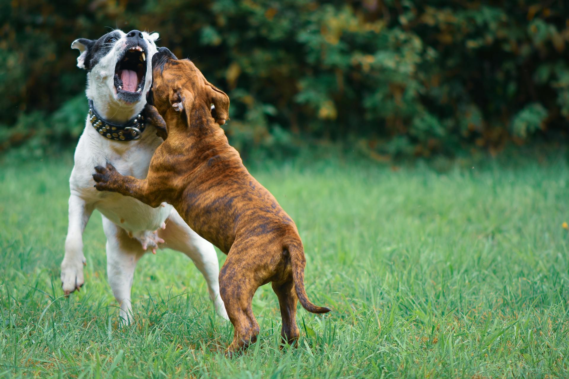 Brown and White Dogs on Green Grass Field