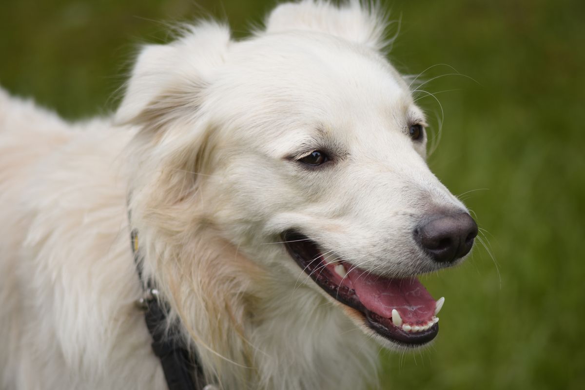 Smiling cream-colored dog looking at the camera