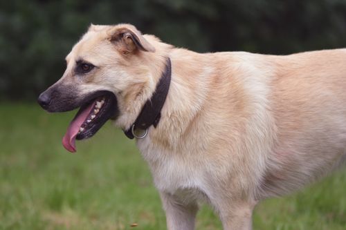 Free Close-up of a cute dog with a collar panting happily in a grassy area. Stock Photo