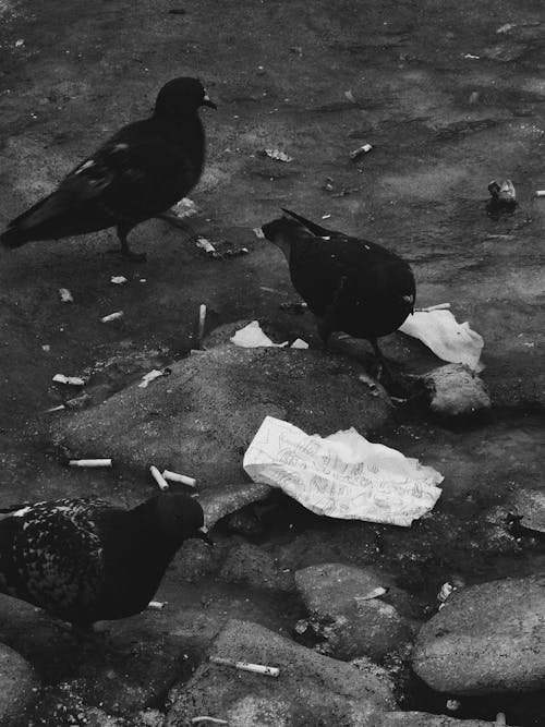 Free Black Birds on the Ground Stock Photo