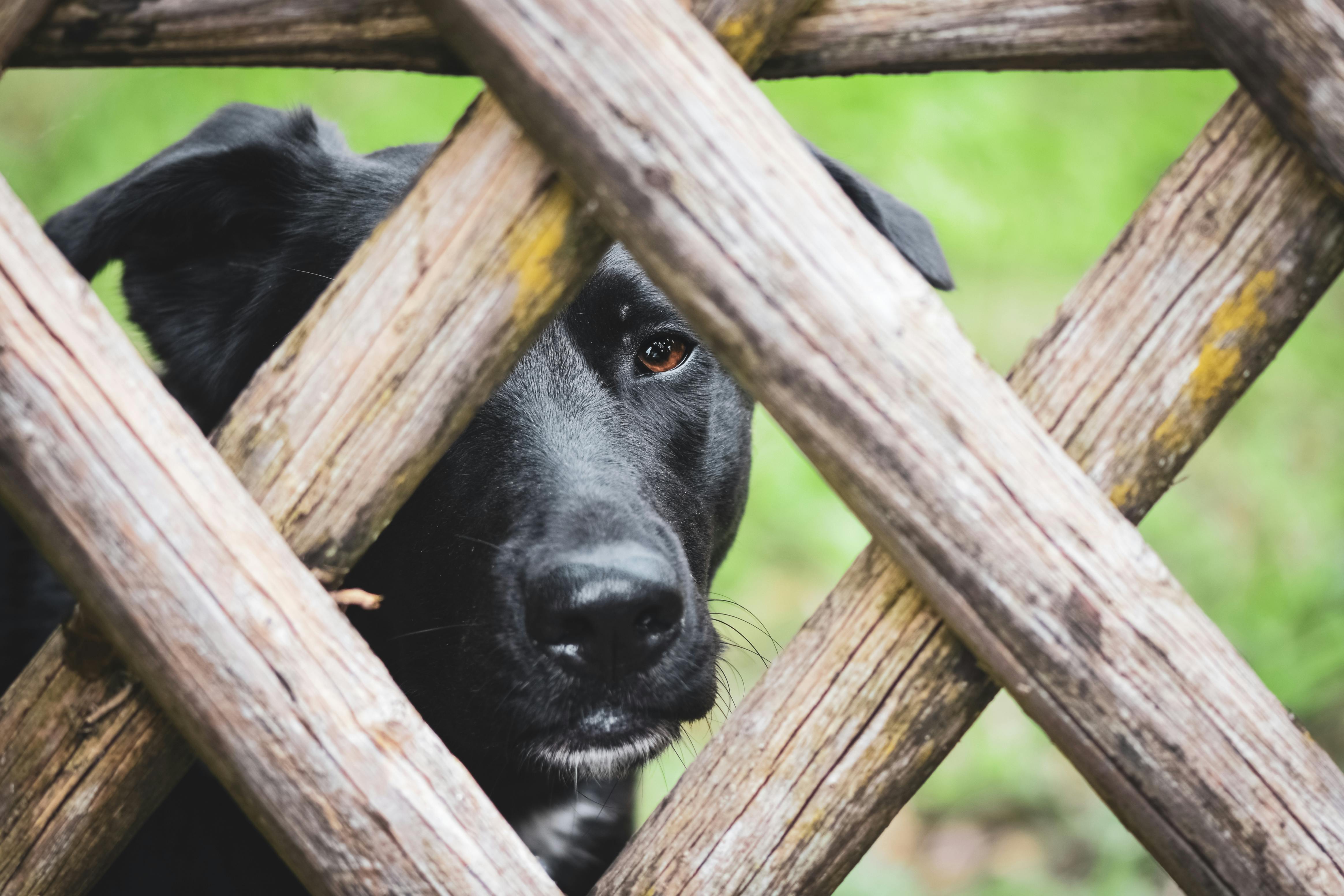 A black Labrador peeks through a rustic wooden fence outdoors.