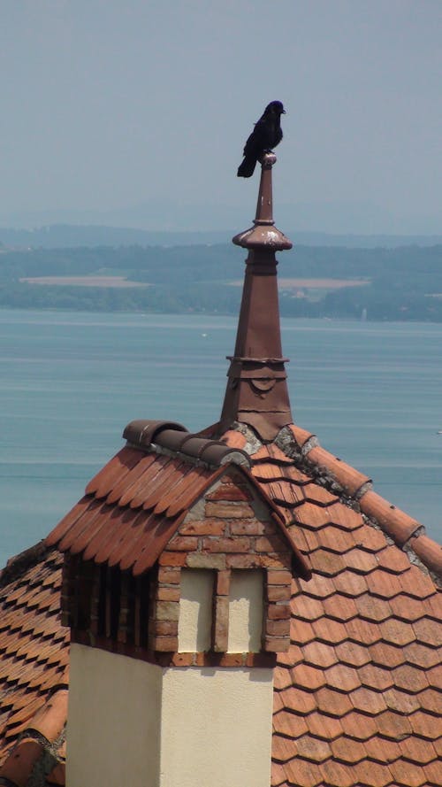 Безкоштовне стокове фото на тему «aves, lago»