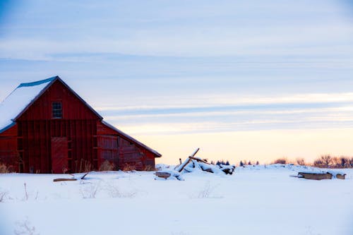 Free stock photo of farm, snow, winter