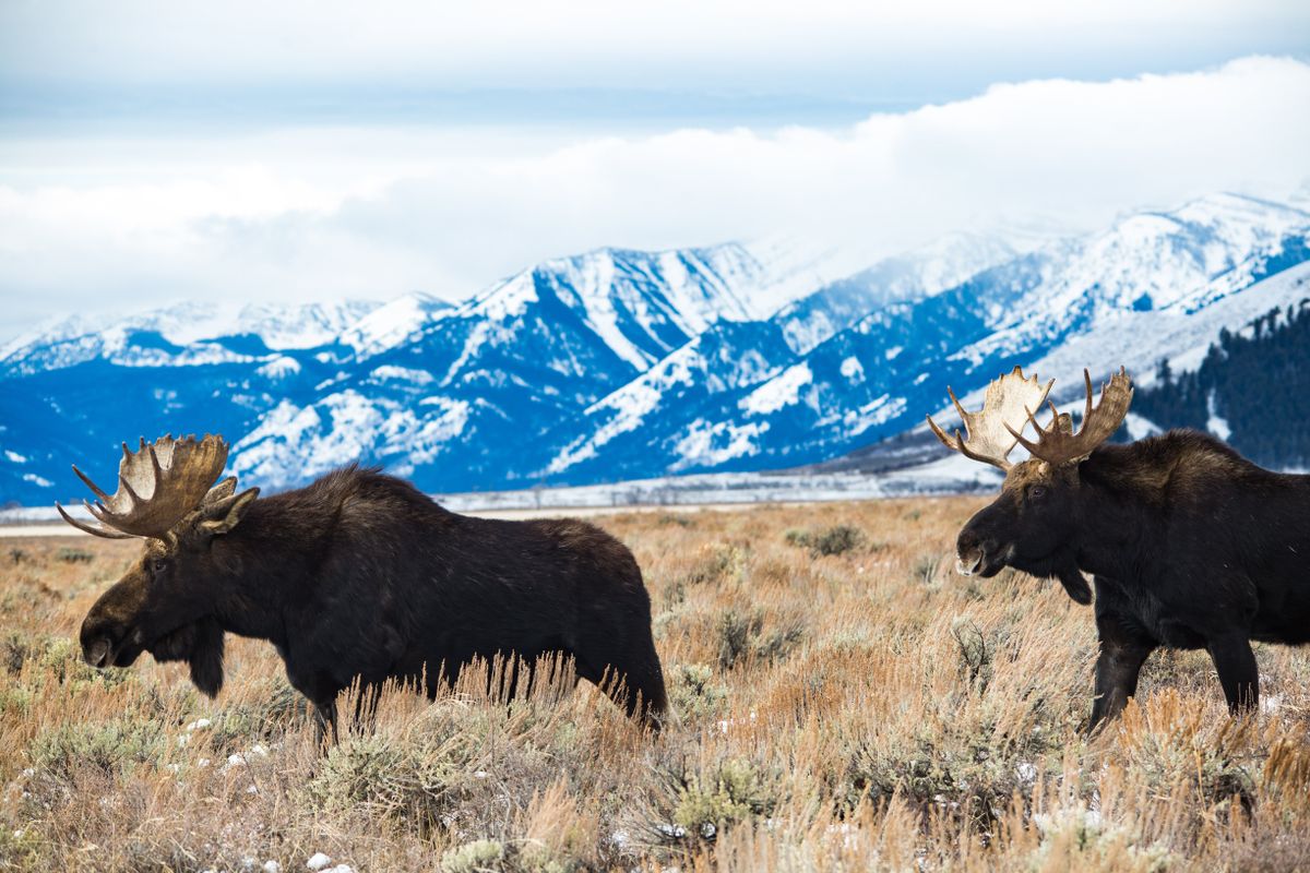 Guided Grand Teton wildlife safari (moose, elk, pronghorn) before heading north