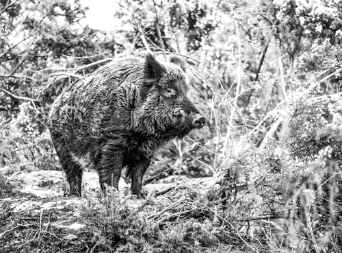 Grayscale Photo of Wild Boar 