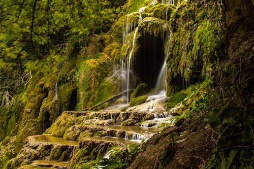 Fotobanka s bezplatnými fotkami na tému dažďový prales, kaskáda, mach