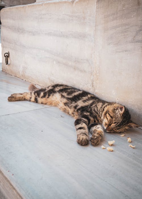 Free Brown Tabby Cat sleeping on Floor Stock Photo