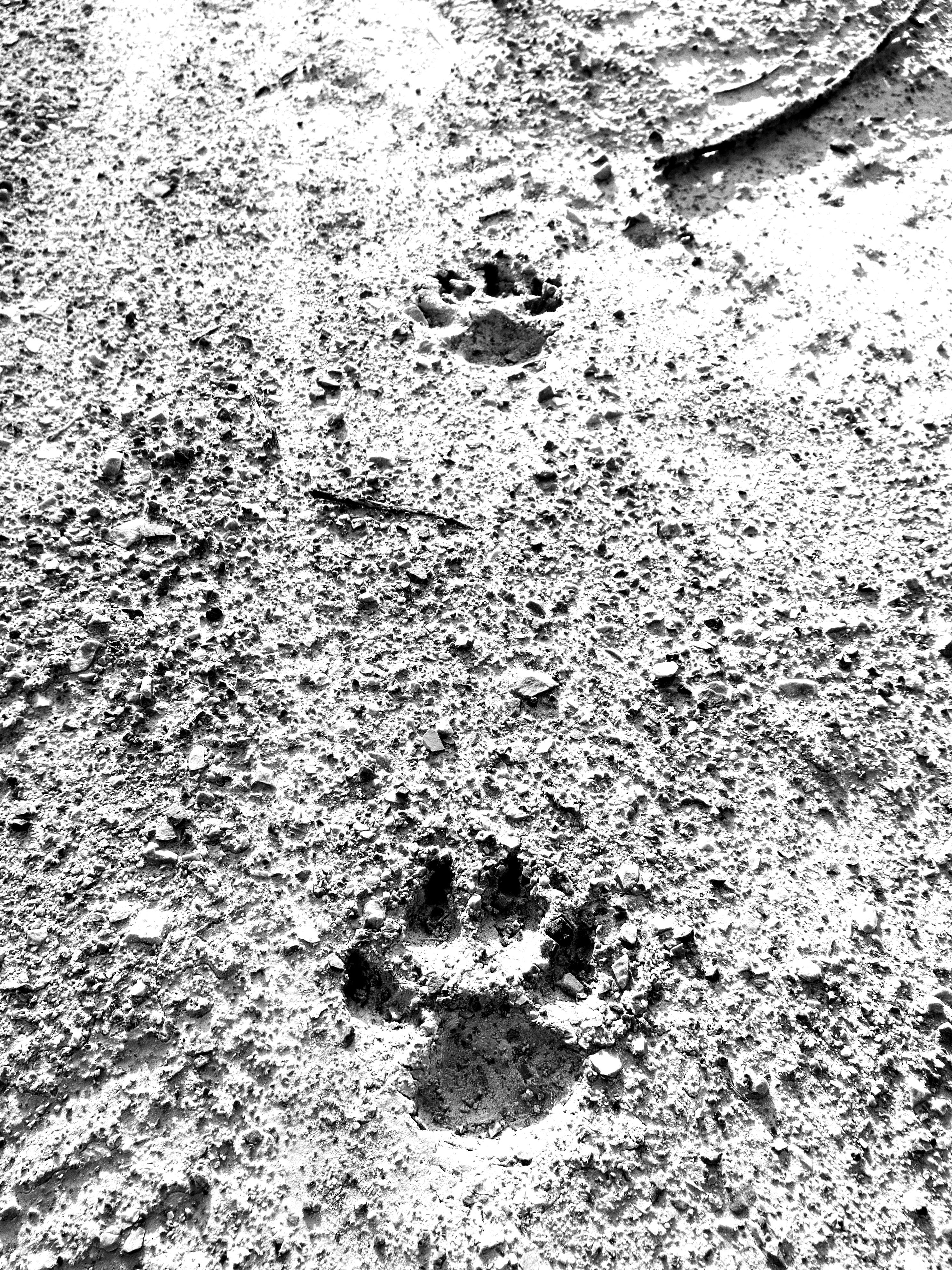 Free stock photo of dog, foot, foot path