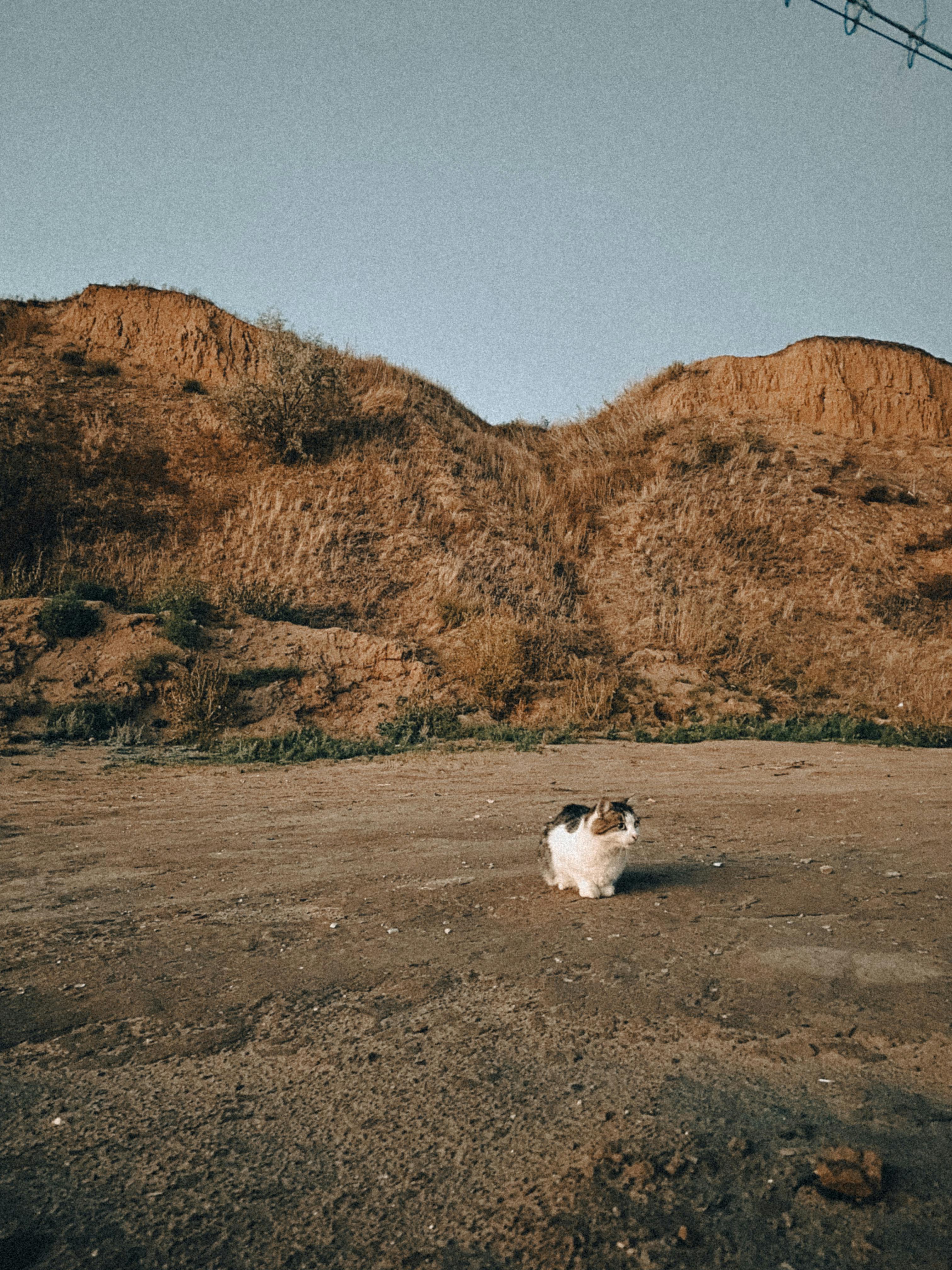 Eingetrockneter Katzenurin in einem Teppich