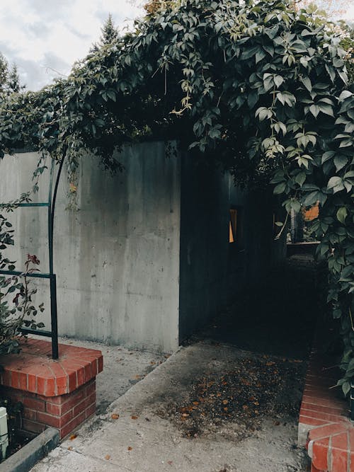 Free An Alley Covered in Climbing Plants Stock Photo