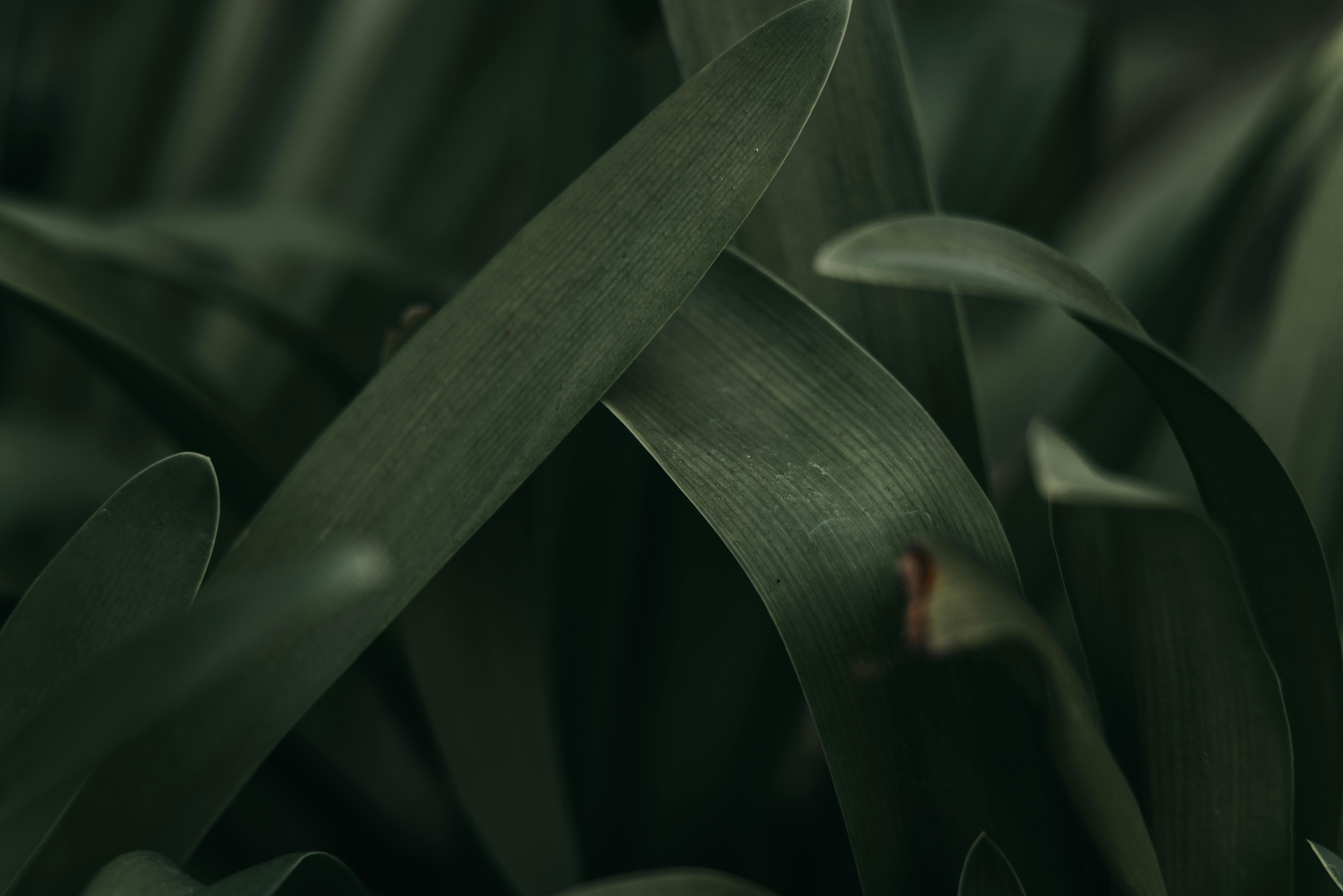 Miễn phí Ảnh lưu trữ miễn phí về bình yên, buồn rầu, cận cảnh Ảnh lưu trữ