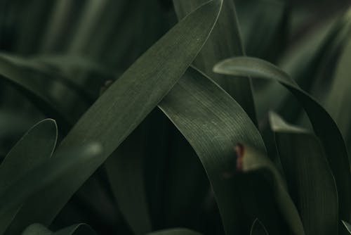 Close-Up Shot of Green Leaves