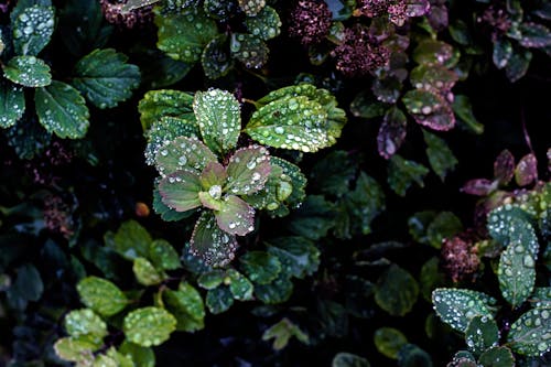 Close-Up Shot of Dewdrops on Leaves