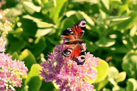 Close-up Photo of Butterfly perched on a Pink Flower 