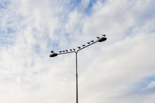 Free stock photo of birds, clouds, pole