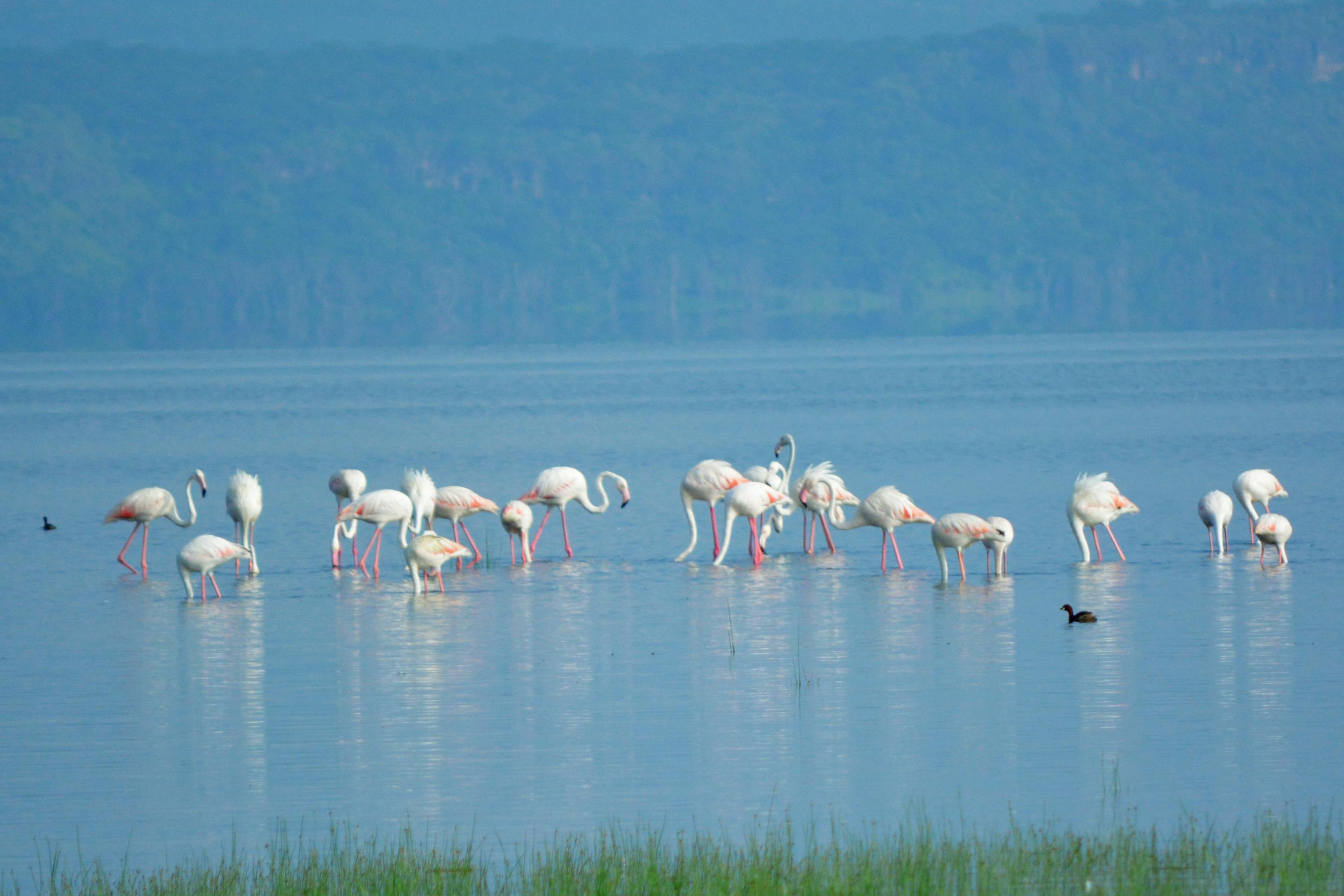 Foto Stok Gratis Tentang Burung Burung Air Flamingo