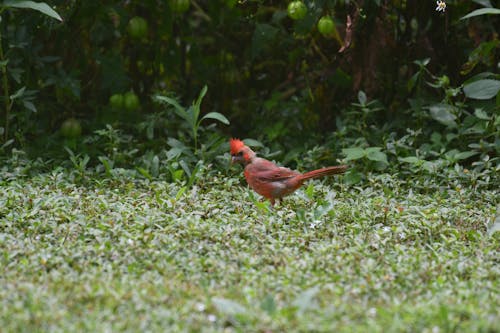 Red Cardinal Bird on Green Grass