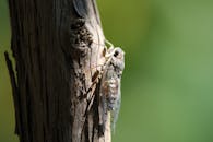 一只蝉在充满活力的绿色背景的树干上休息，微距拍摄得十分详细