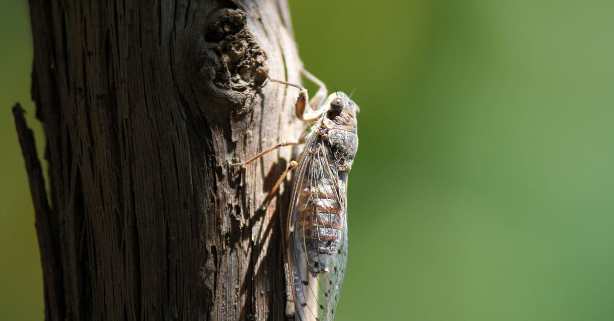Brown Flying Insect Brown Flying Insect Perching on Brown Trunk during Daytime · Free Stock ...