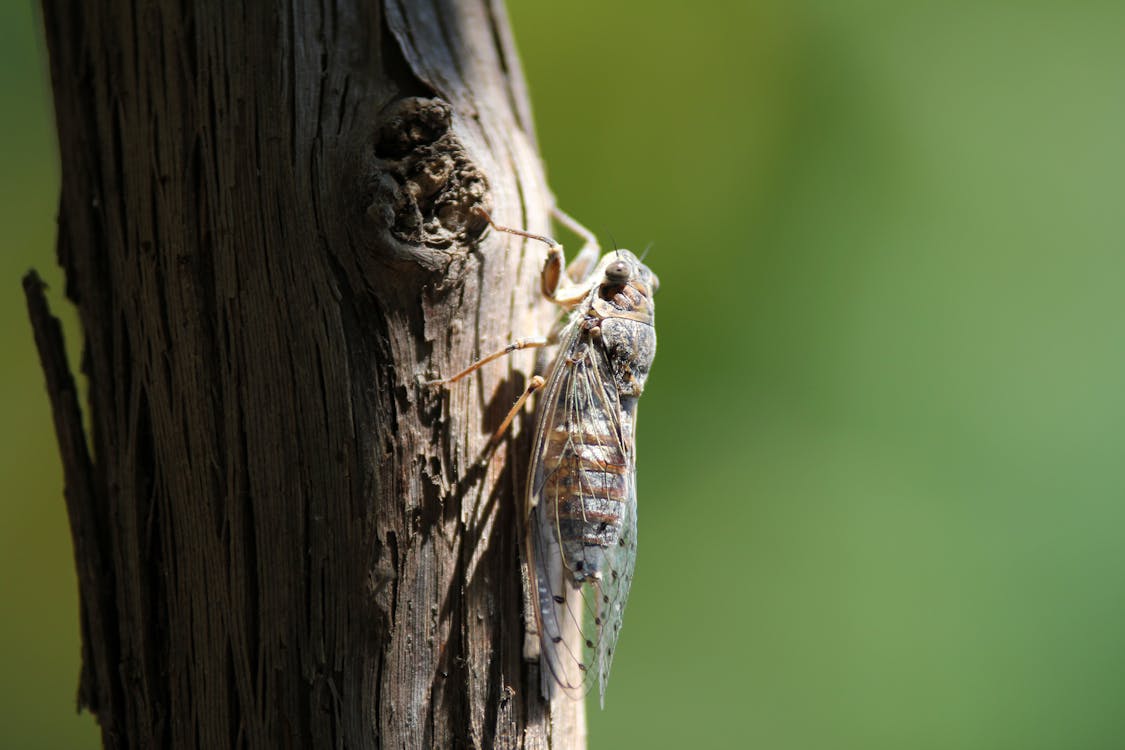 Free Brown Flying Insect Perching on Brown Trunk during Daytime Stock Photo