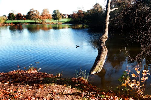 Foto profissional grátis de cheltenham, declínio, gloucestershire