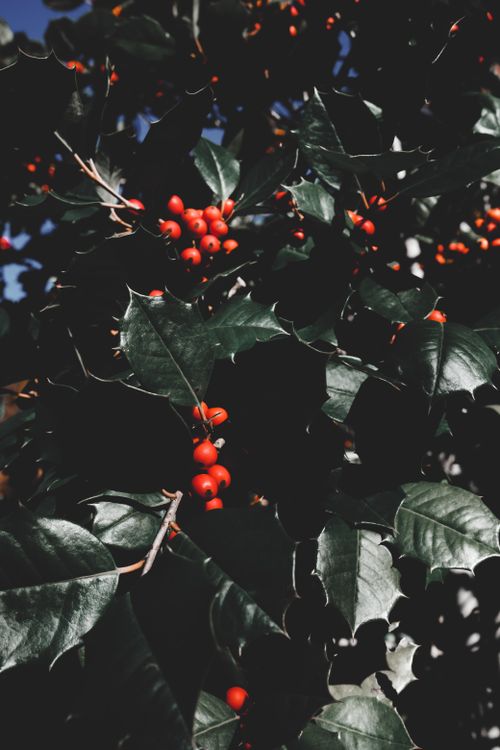Free Close-up of holly berries on shiny green leaves against a dark background, outdoors in Asheville. Stock Photo