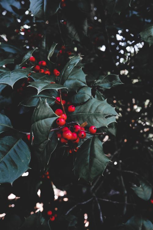 Free Close-up of red holly berries amidst dark green leaves creating a striking contrast. Stock Photo