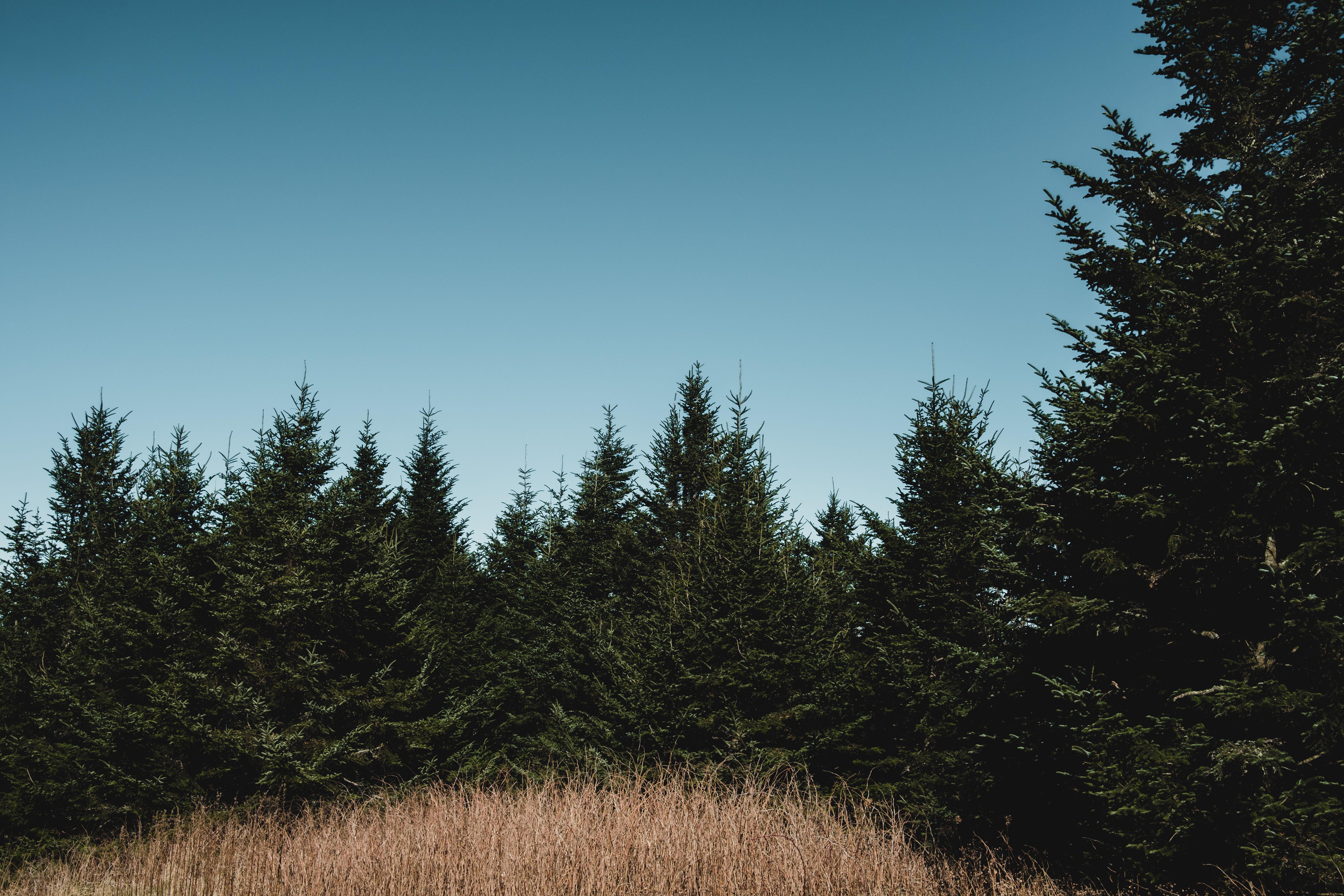 Tall evergreen forest canopy under a blue sky — timing is key when pruning tall trees in Surrey BC